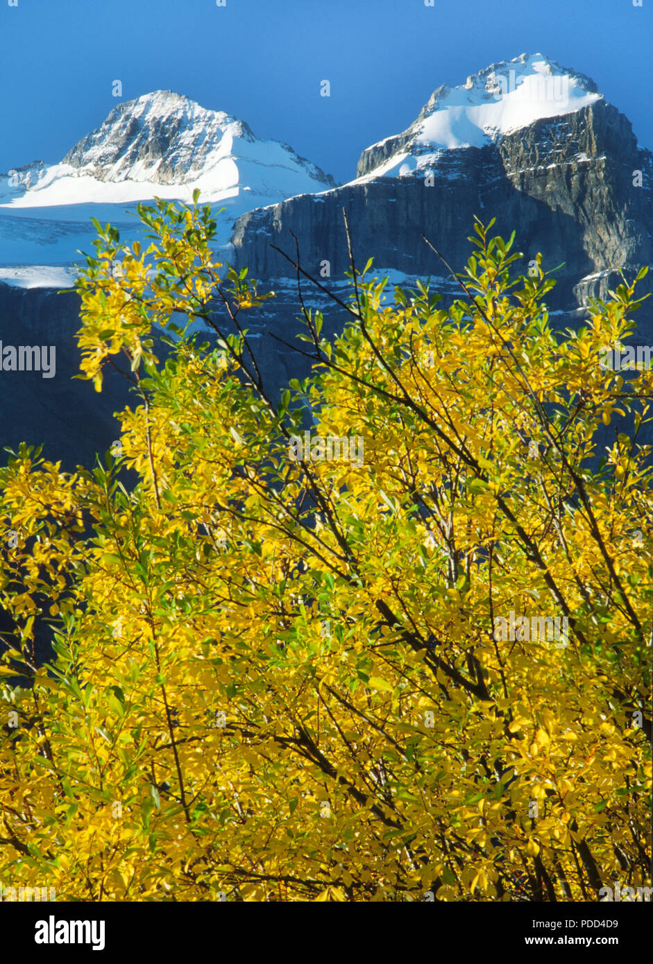 Banff National Park, das Tal der zehn Gipfel Stockfoto