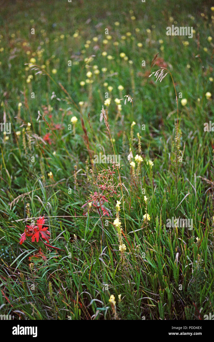 Prairie Gräsern und Wildblumen, Eastern Montana Stockfoto
