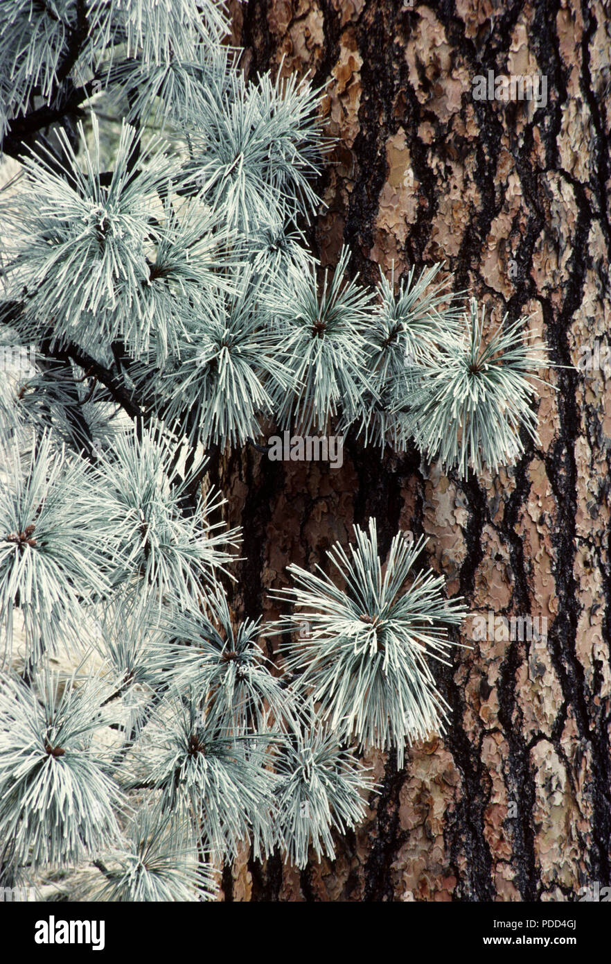 Frosted Nadeln und Rinde von ponderosa Kiefern, Pinus ponderosa, Western Montana Stockfoto