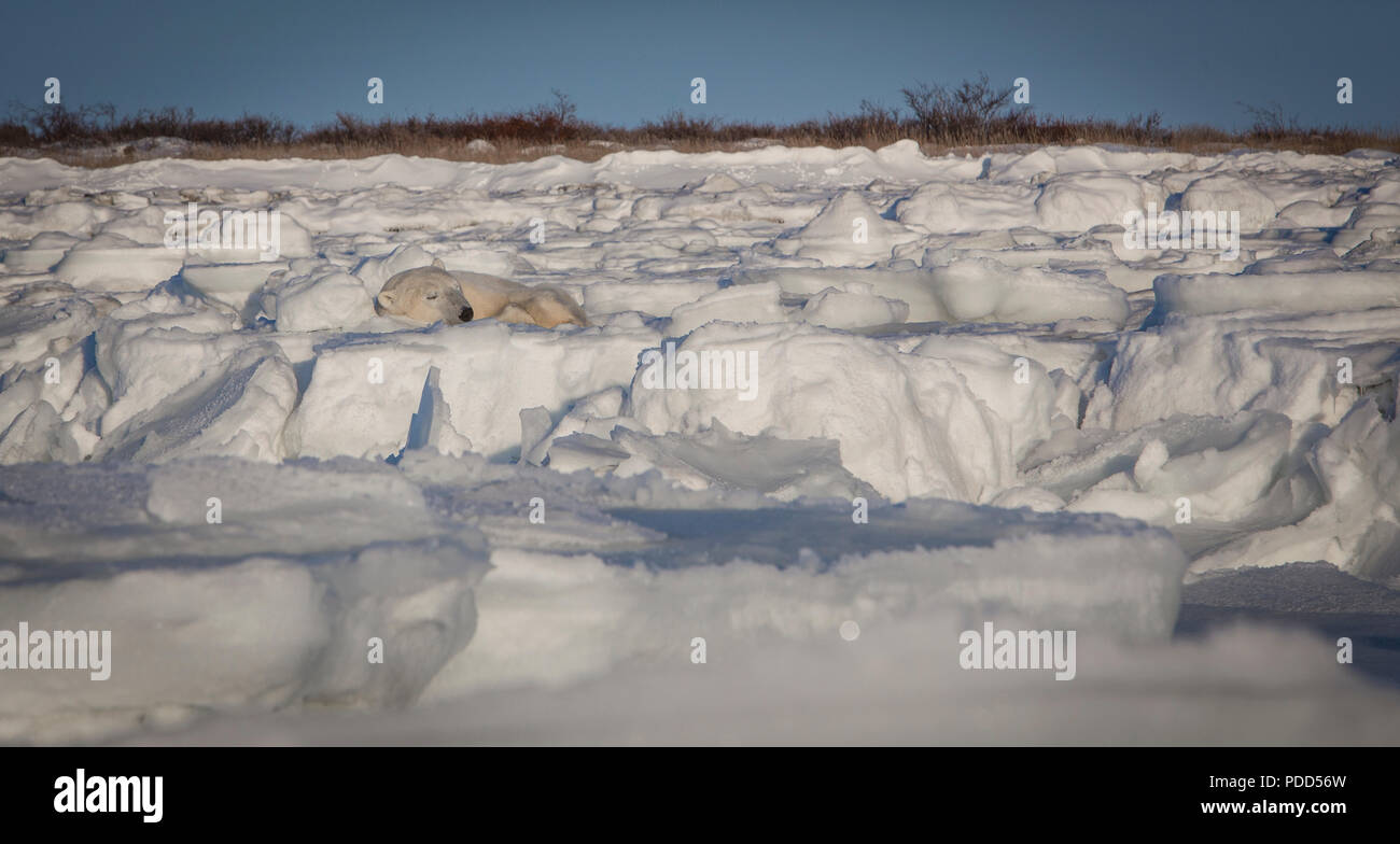 Polar Bear Nickerchen auf dem Eis Stockfoto