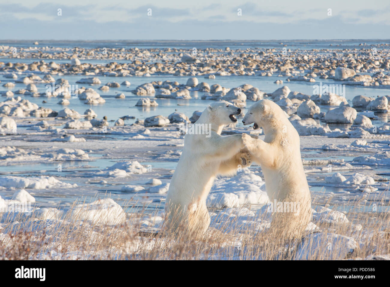 Eisbären Pfoten bis bei Seal River Lodge, Churchill, Winnipeg, Kanada Stockfoto