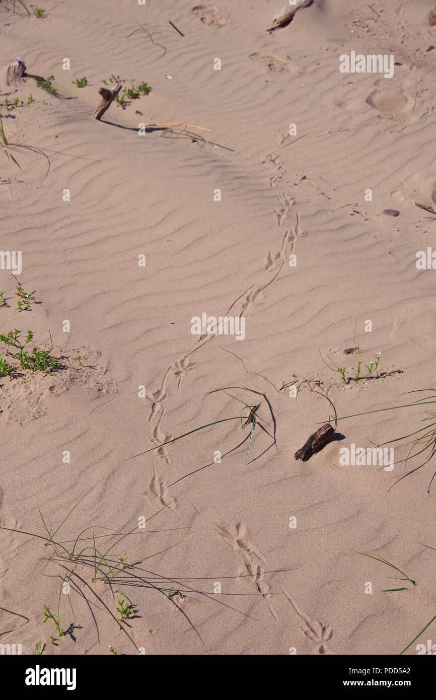Gemeinsame oder Vivipar Lizard (Zootoca Vivipara) Tracks in Rippled Strand Sand von Dawlish Warren Nature Reserve. Devon, UK. August, 2018. Stockfoto