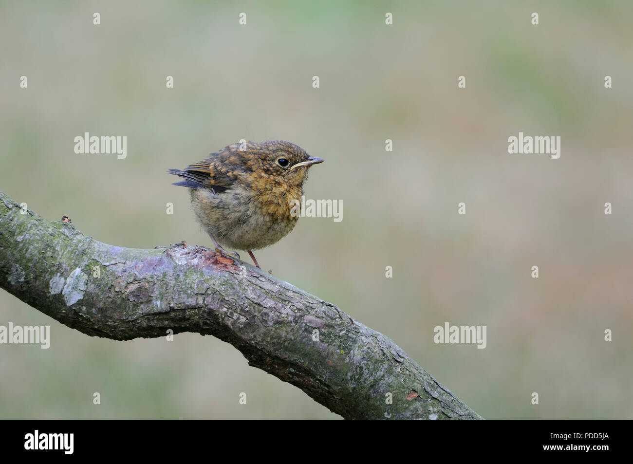 Junge Robin warten, bis eine der Eltern zeigt sich Stockfoto