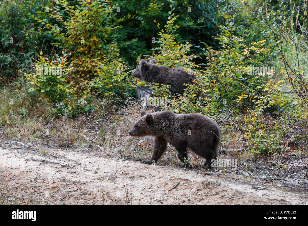 Brown bear Cubs im Wald. Natürlicher Lebensraum. Siebenbürgen, Rumänien Stockfoto