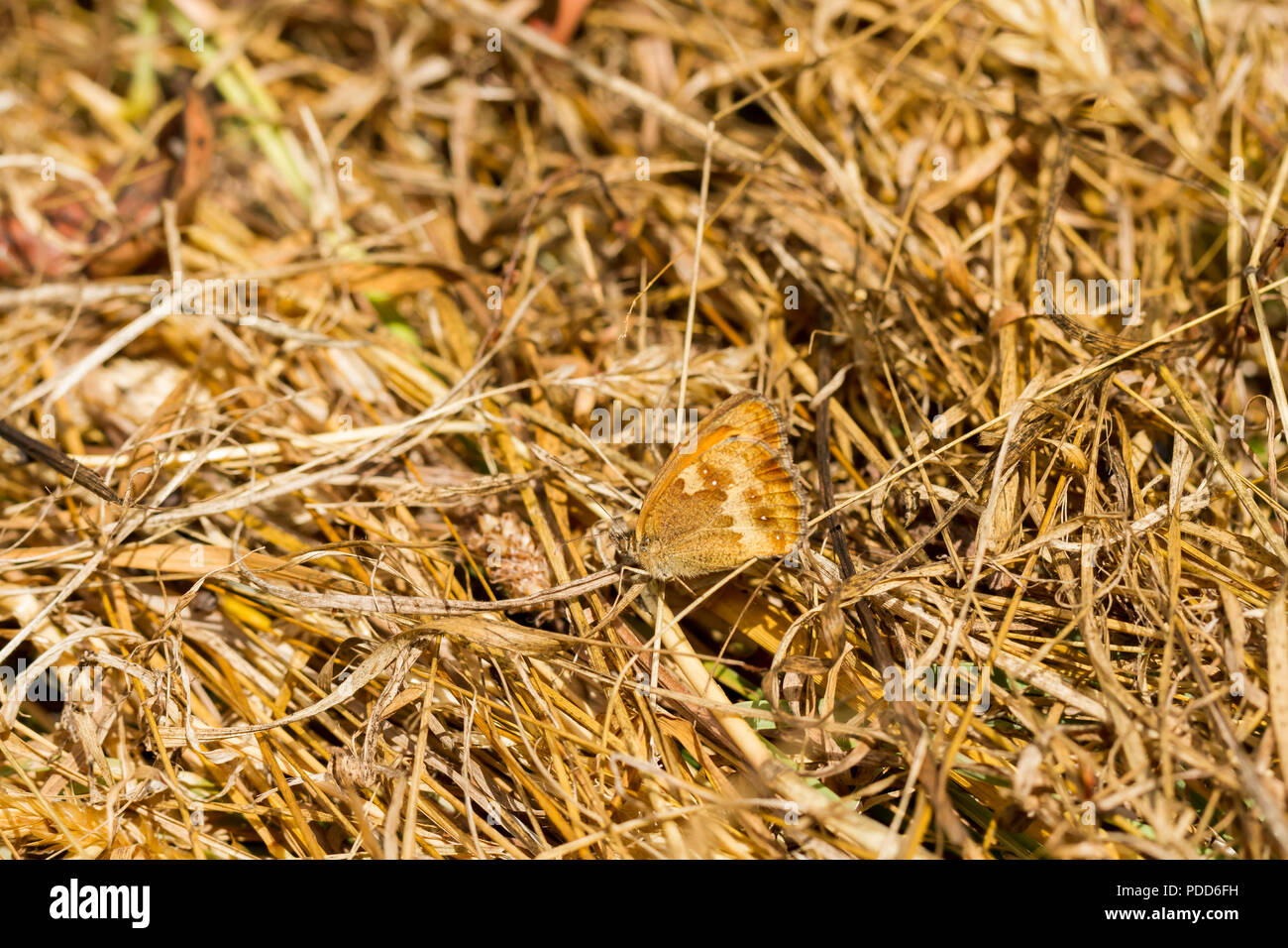 Gatekeeper pyronia Tithonus, Schmetterling (underwing) auf trockenem Gras an einem heißen sonnigen Tag in Hampshire getarnt, Großbritannien Stockfoto