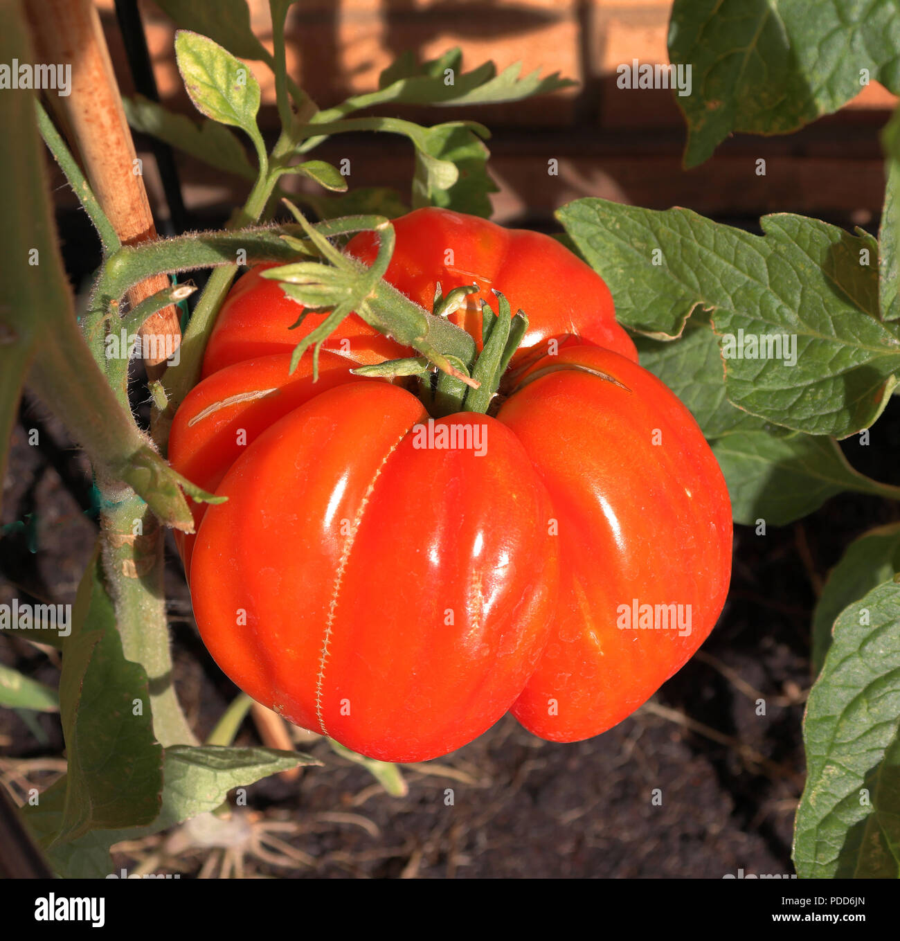Reif Beefsteak Tomaten wachsen auf dem vne Stockfoto