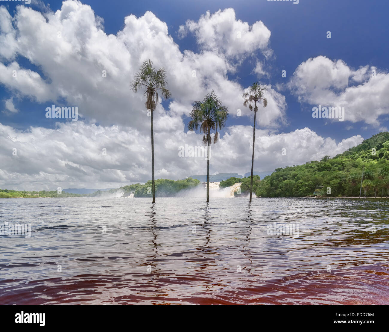 Drei Palmen in einer ruhigen Lagune des Orinoco. Stockfoto
