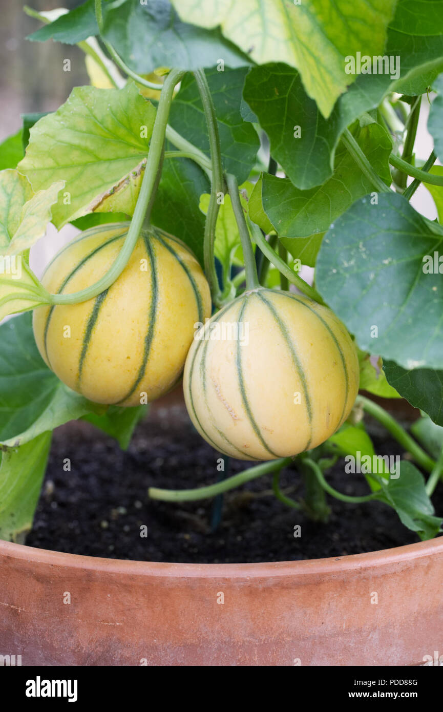 Melone topf garten -Fotos und -Bildmaterial in hoher Auflösung – Alamy