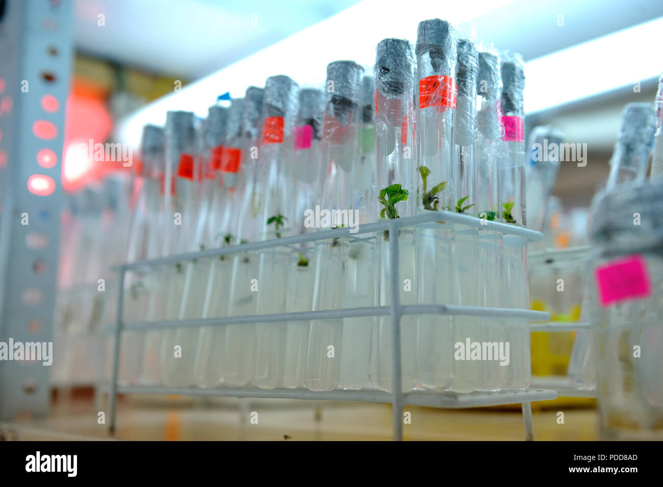 Close up Reihe der Glasflasche Pflanzengewebe Kultur auf dem Regal im Labor. Stockfoto