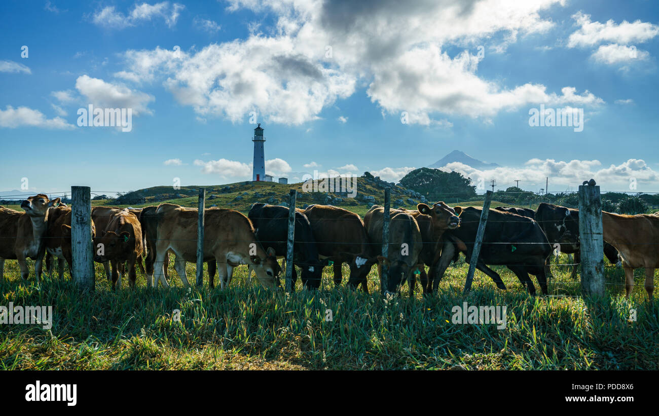 Kühe am Cape egmont Lighthouse, Kegel Vulkan Mt Taranaki, Neuseeland Stockfoto