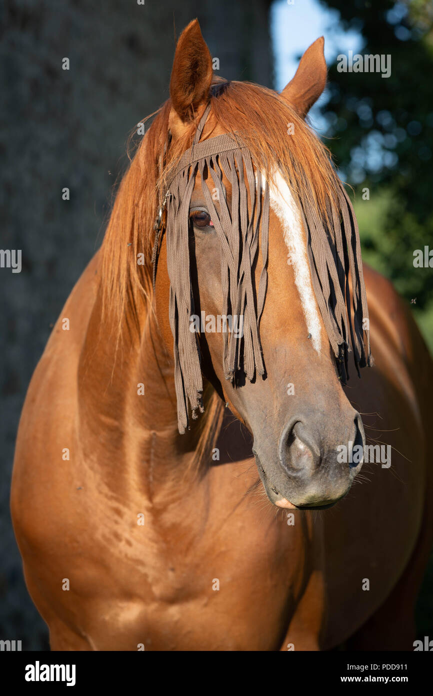 Porträt eines Pferdes tragen ein Pferd fliegen Fringe - die Fliegen weg. Stockfoto