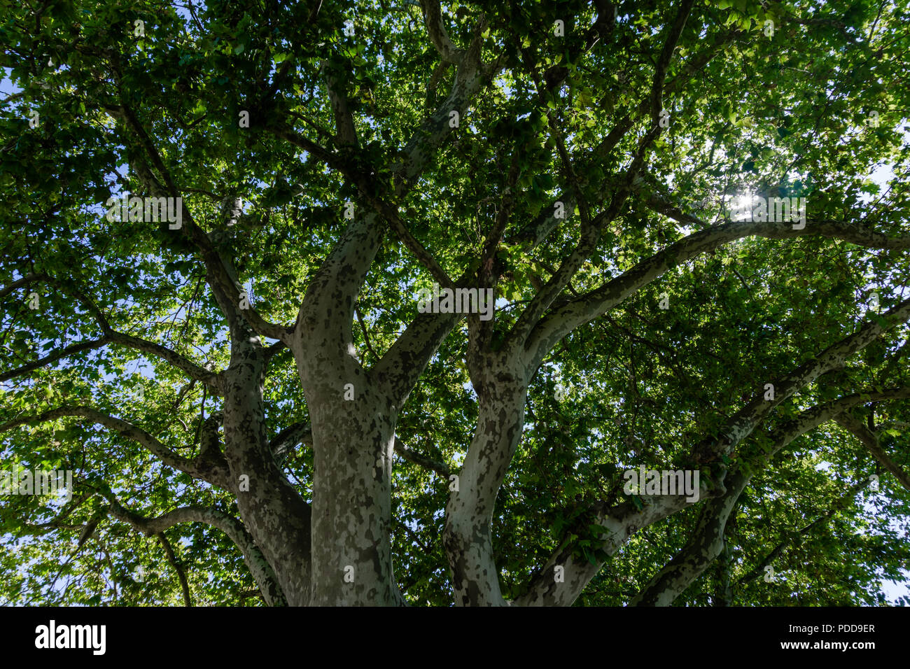 Nahaufnahme des alten und grossen Baum, von unten in die Baumkrone mit grünen Blättern. Blauer Himmel ist durch die Äste sichtbar. Stockfoto