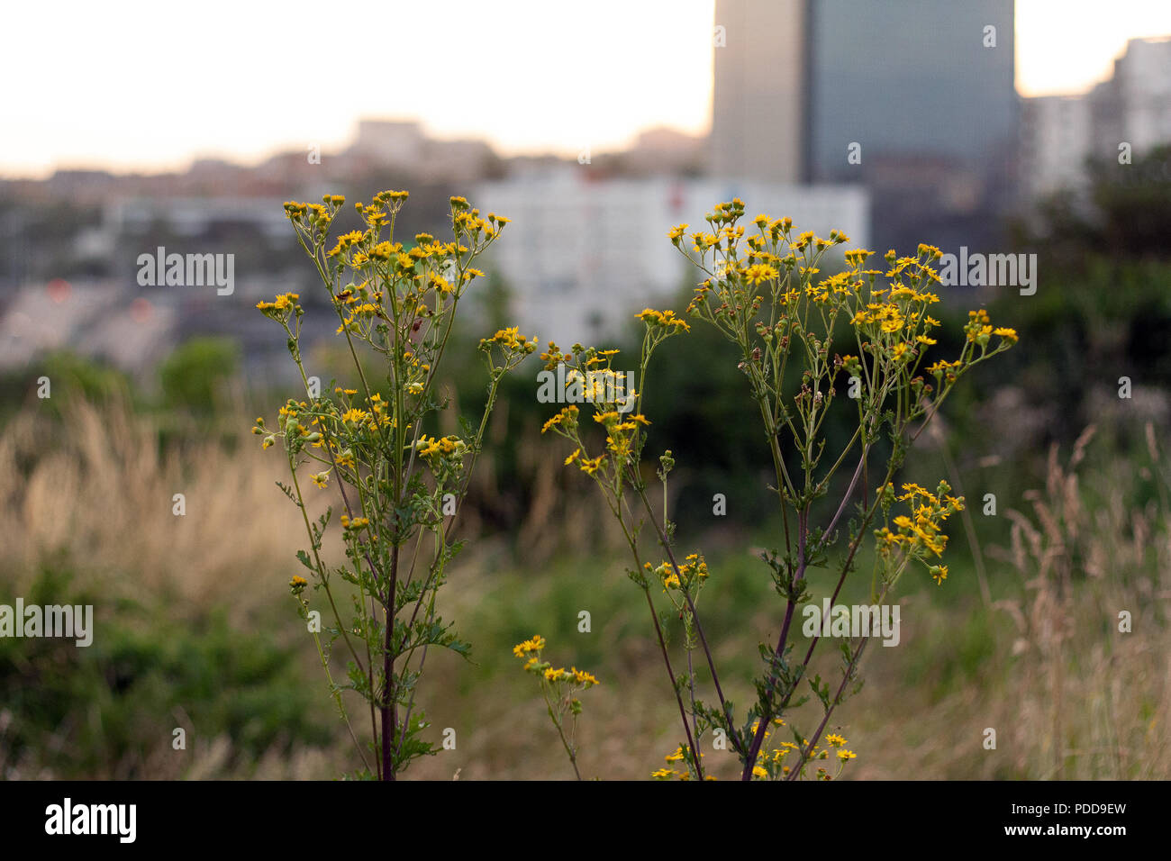 Gelbe Blumen in den Pariser Vororten, Sommer Stockfoto