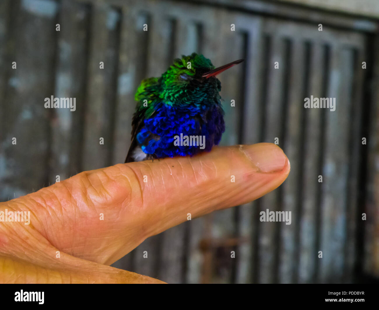 Ein Kolibri warten auf Stärke erhalten Sie weg, nachdem sie durch Wissenschaftler für weitere Studie in Tumaco, Kolumbien erfasst wurde, zu fliegen. Stockfoto