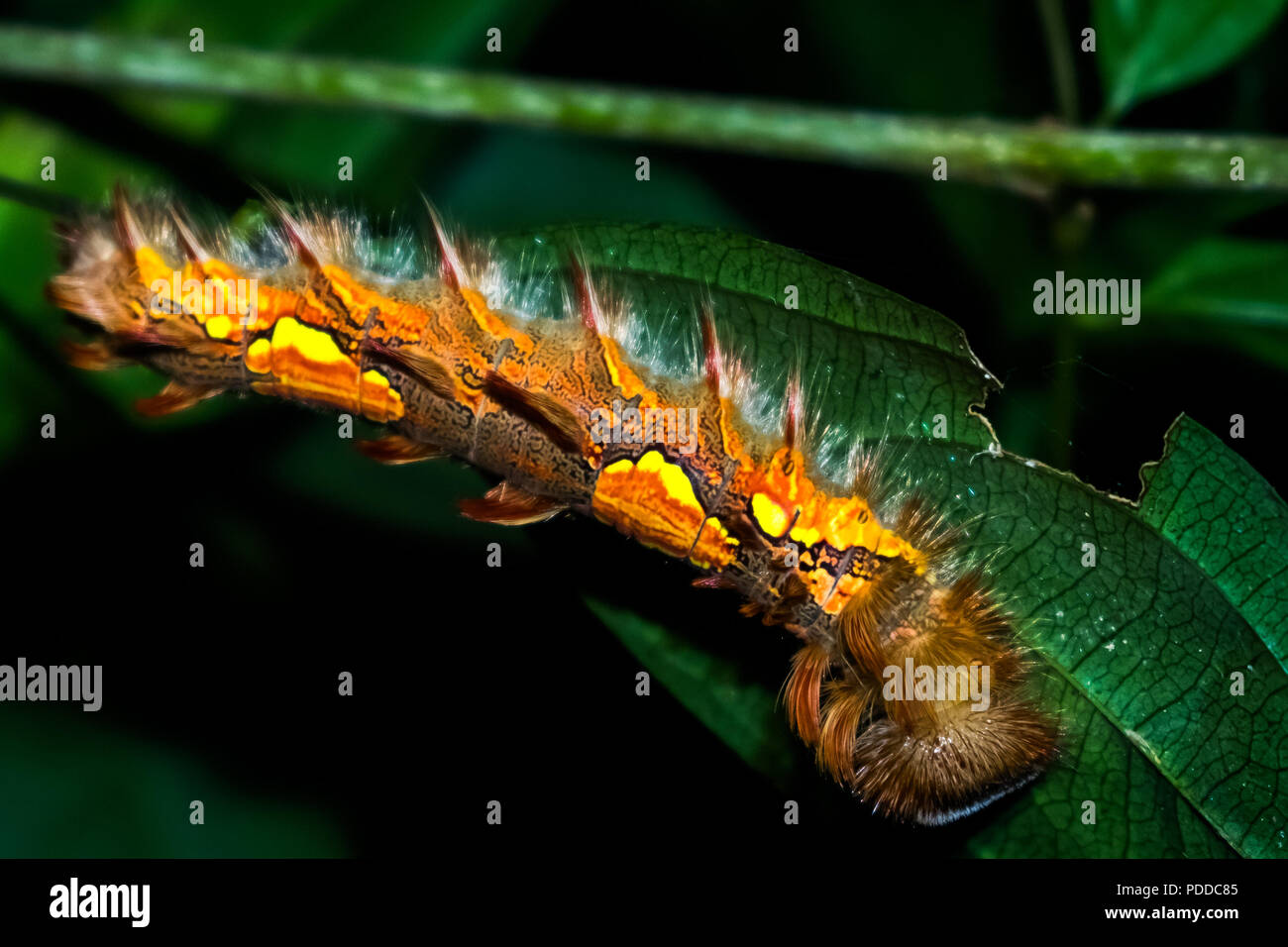 Eine gefährliche Kolofan-Raupe im amazonaswald. Oruga venenosa amazonica, bosque de Leticia, Kolumbien. Stockfoto