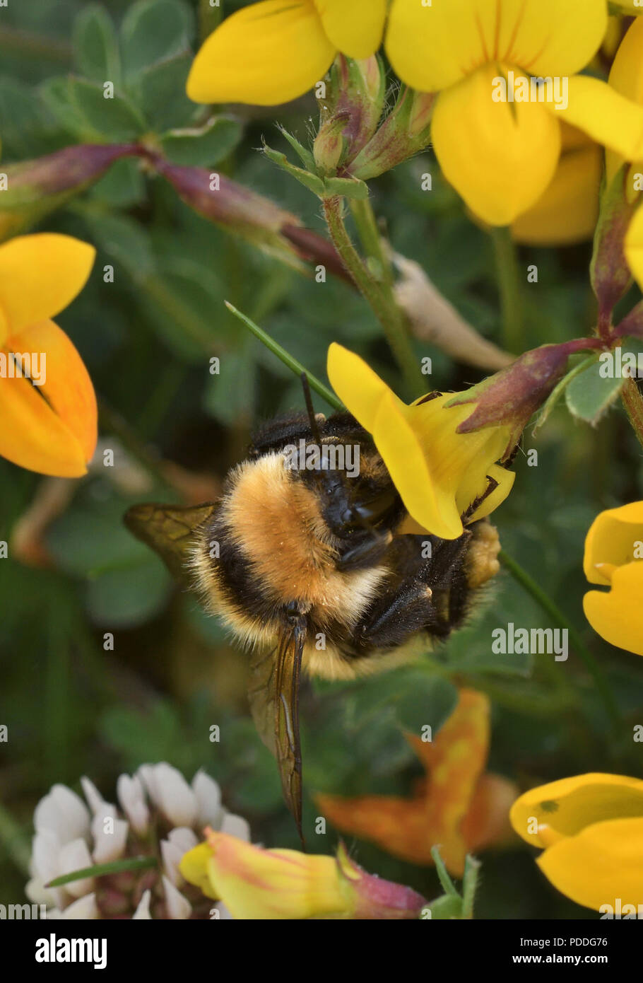 Große gelbe Hummel; bombus disinguendus; Clachan Sands; North Uist, Schottland Stockfoto