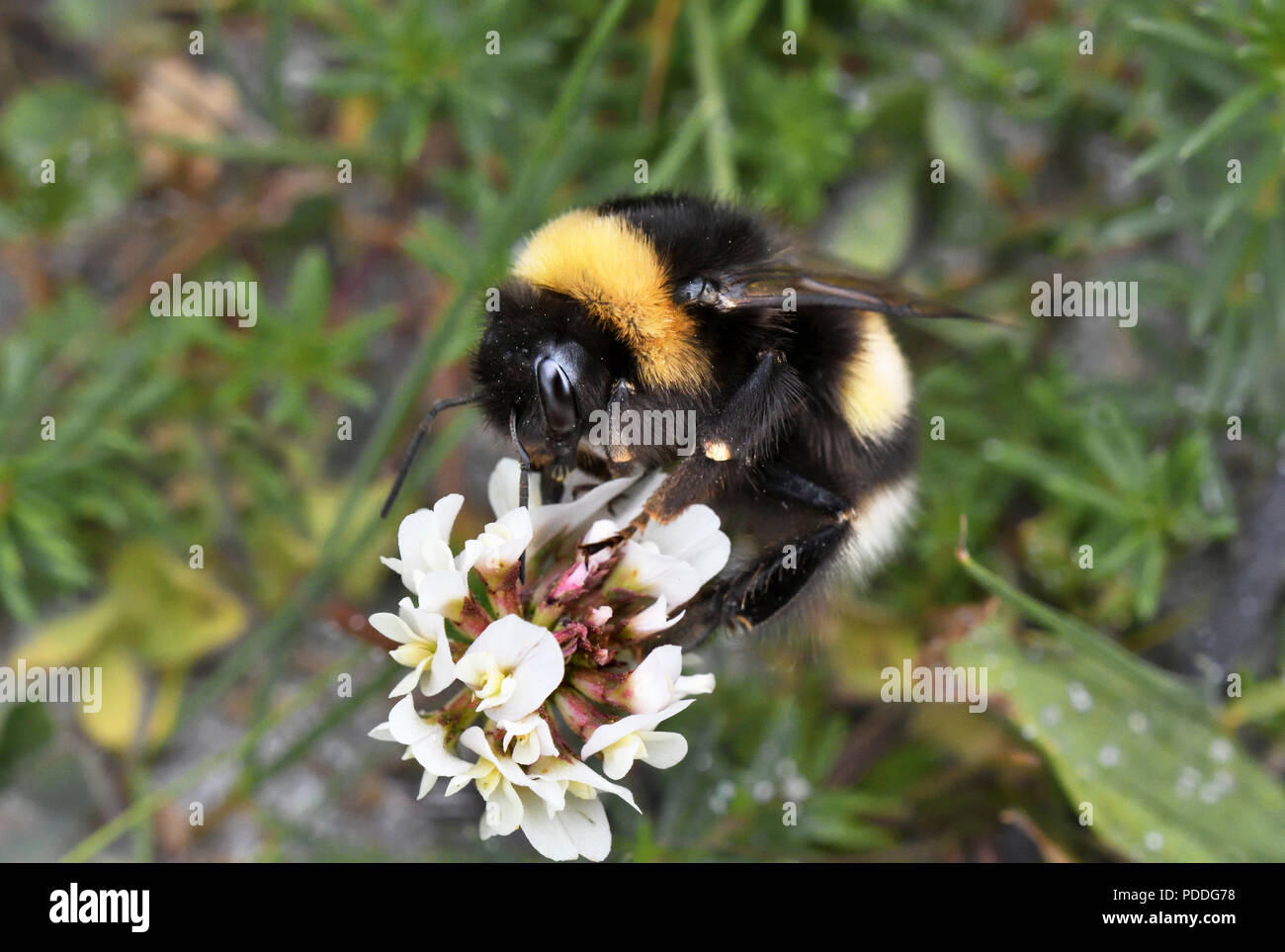White-tailed Hummel; bombus lucorum; Clachan Sands; North Uist, Schottland Stockfoto