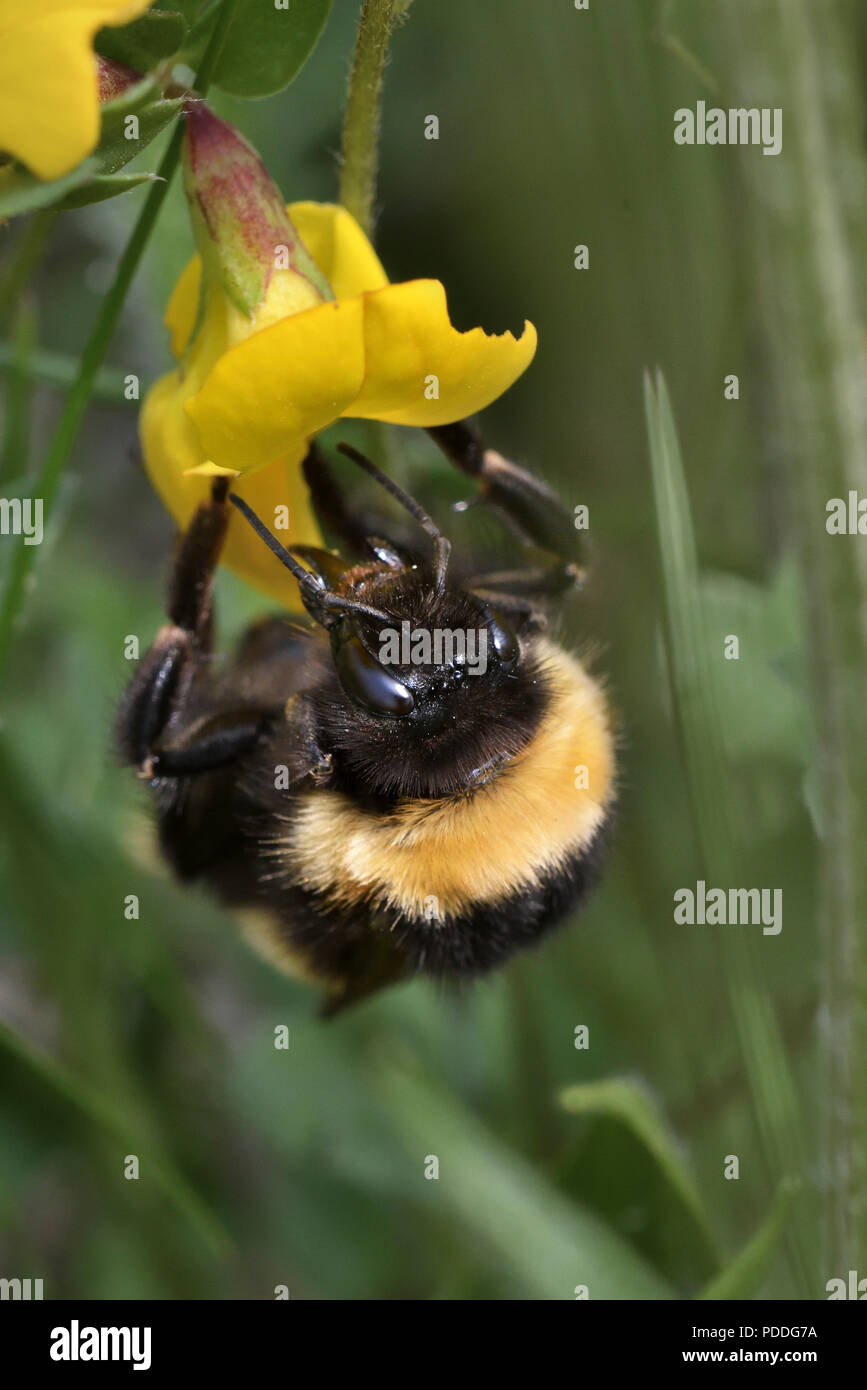 White-tailed Hummel; bombus lucorum; Clachan Sands; North Uist, Schottland Stockfoto