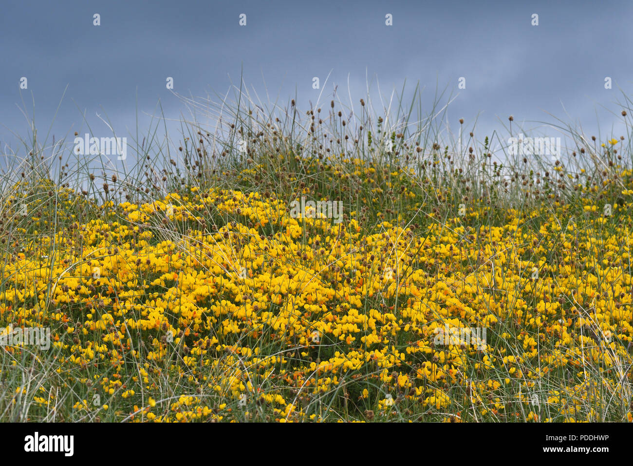Bird's Foot trefoil; Lotus corniculatus; Clachan Sands; North Uist, Schottland Stockfoto