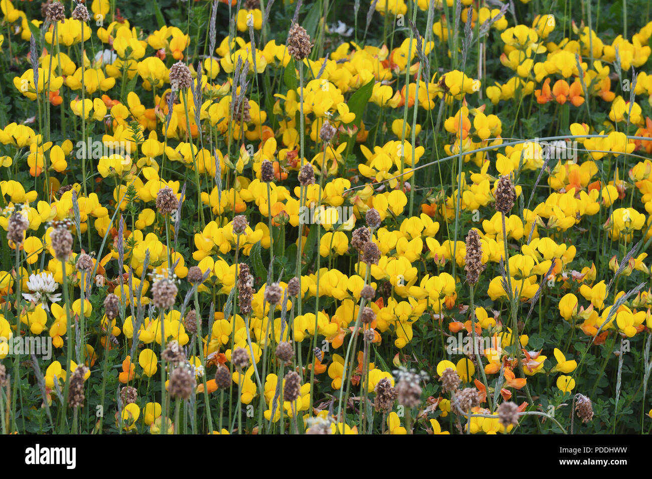 Bird's Foot trefoil; Lotus corniculatus; Clachan Sands; North Uist, Schottland Stockfoto