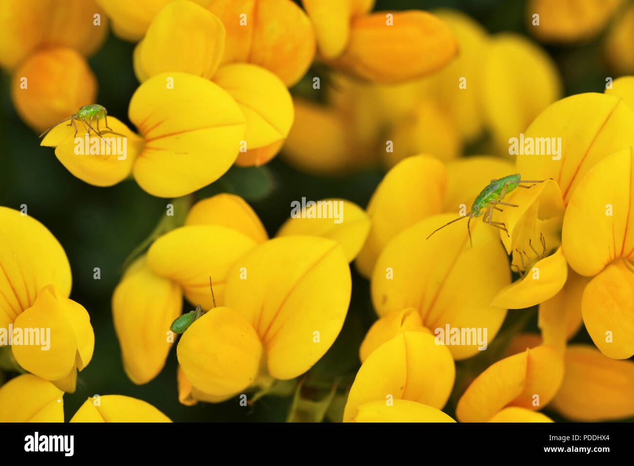 Bird's Foot trefoil; Lotus corniculatus; Clachan Sands; North Uist, Schottland Stockfoto