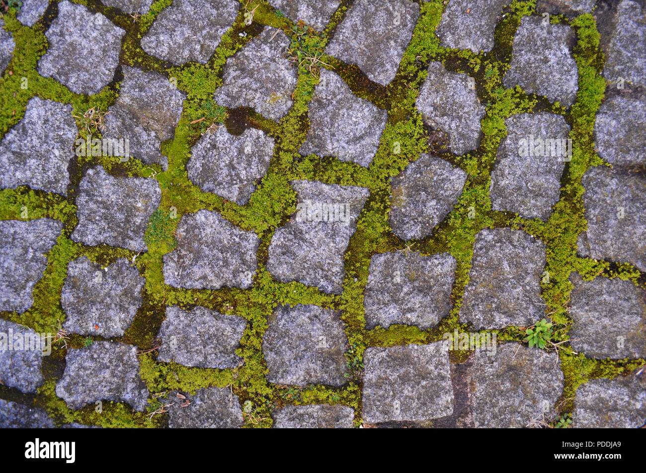 Moos und Pflanzen sind overgrowing Kopfsteinpflaster in einem Innenhof und  schossen von oben Stockfotografie - Alamy