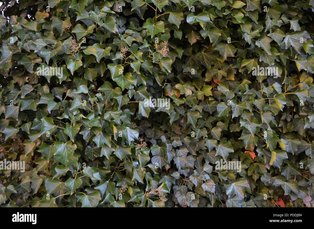 Dunkelgrün Efeu wächst an einer Wand in wallpaper Format Stockfoto