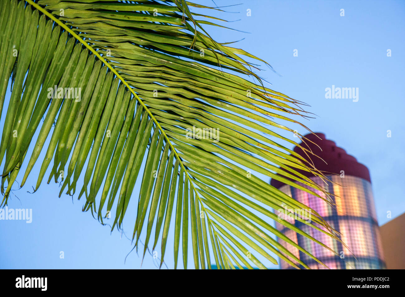Miami Beach Florida, Washington Avenue, Glashaumturm 404 Washington Avenue, Gebäude, Palmwedel, tropisch, FL080406067 Stockfoto