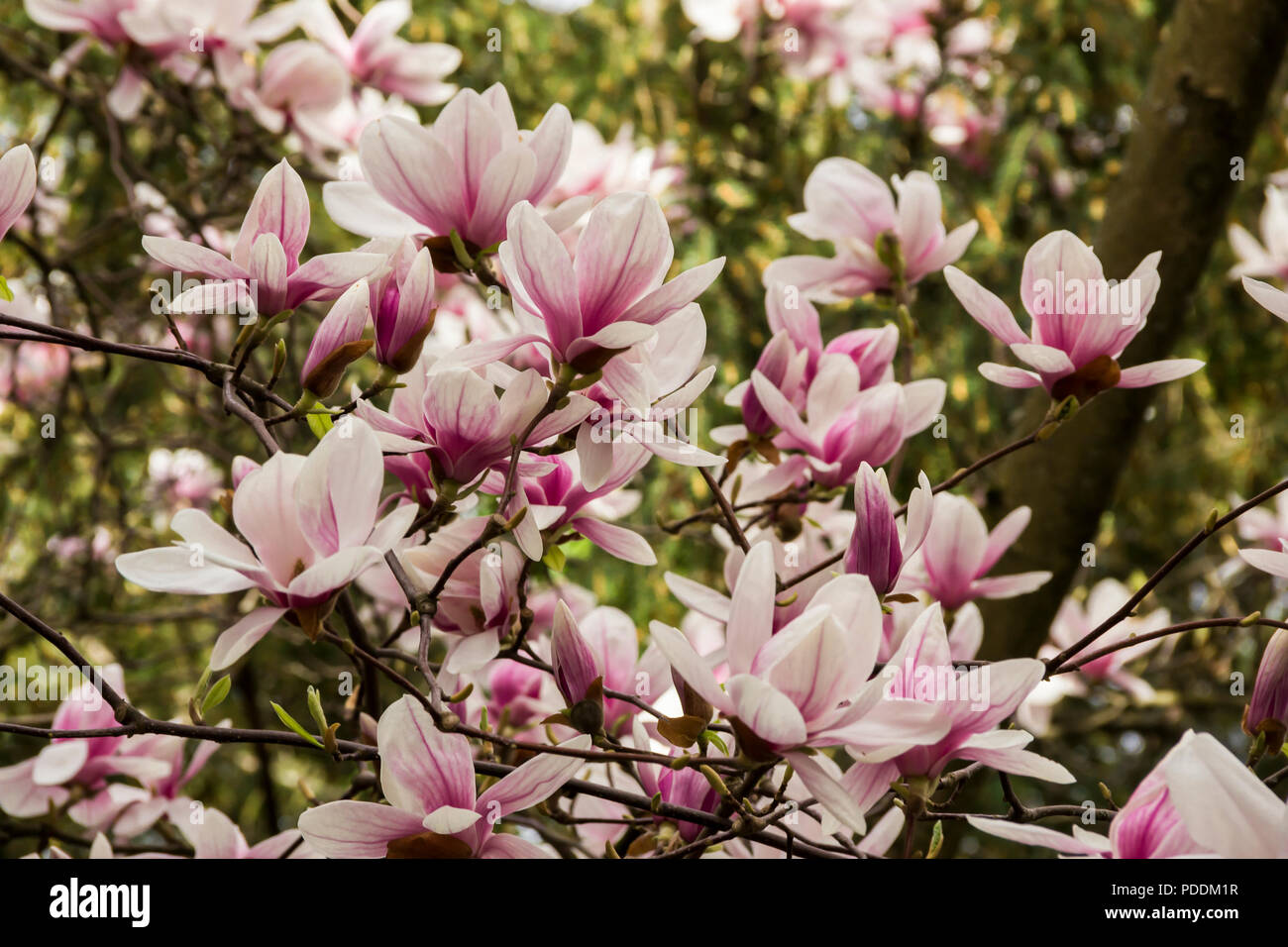 Rosa oder weißen Blüten der blühenden Magnolie (Magnolia denudata) im Frühling Stockfoto