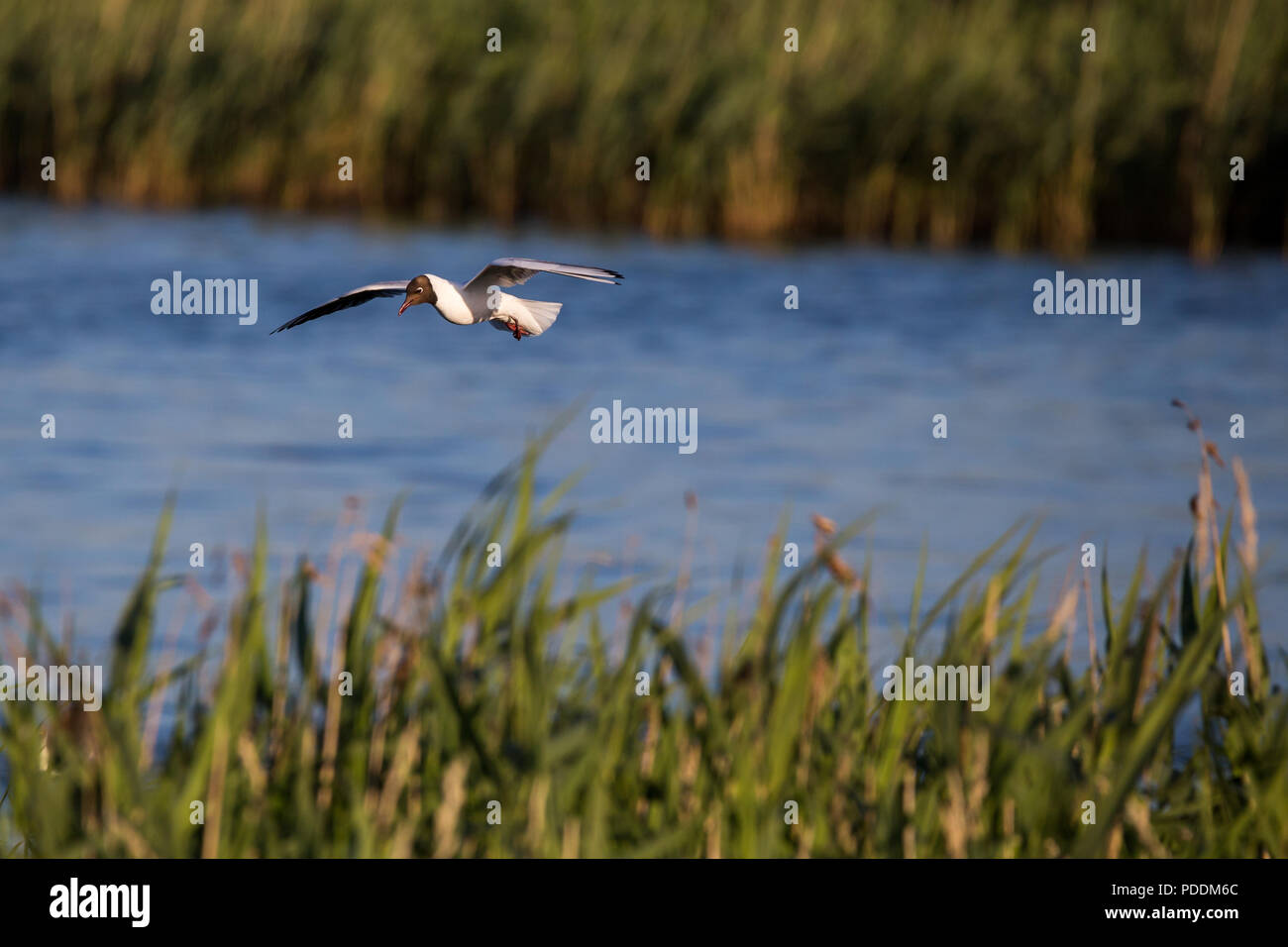 Lachmöwe im Flug über den See und die hohen Gräser, Portmore Lough, N. Irland. Stockfoto