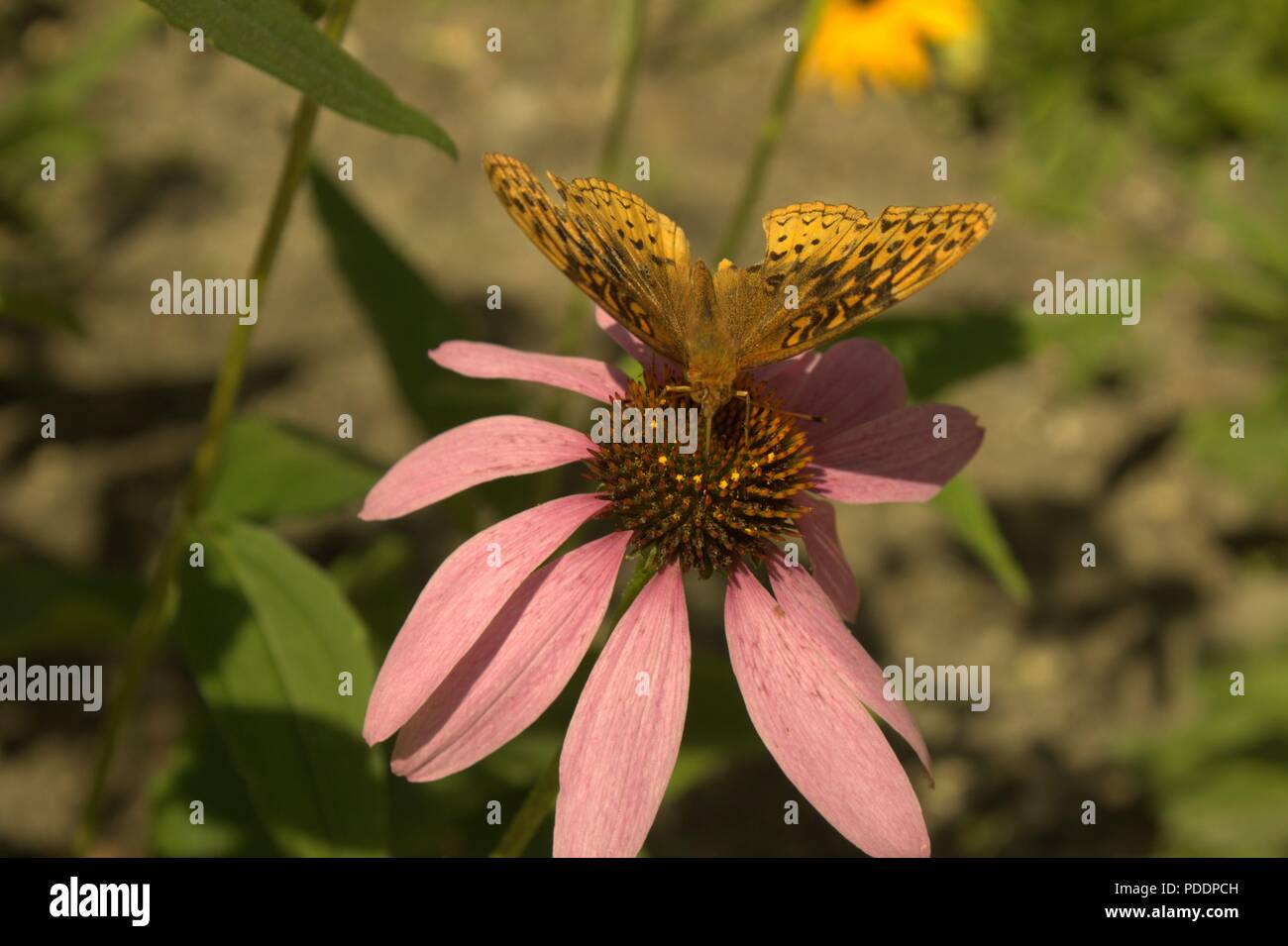 Great Spangled Fritillary Schmetterling Besuch einer Kegel Blume Stockfoto