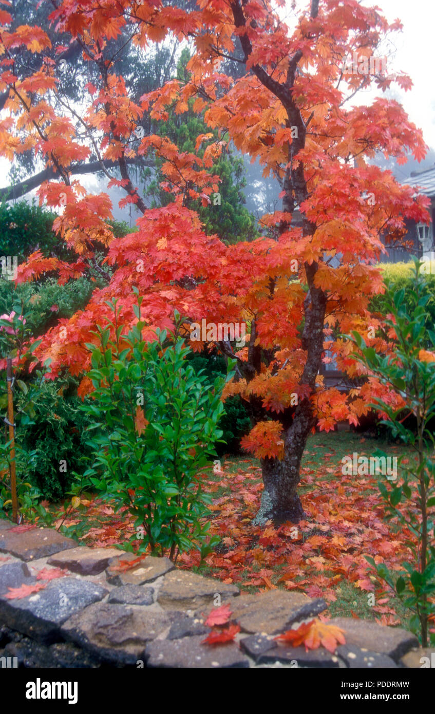 HERBSTTÖNE IN EINEM VORSTADTGARTEN IN LEURA, EINER STADT IN DEN BLAUEN BERGEN IN DER NÄHE VON SYDNEY, NEW SOUTH WALES, AUSTRALIEN. Stockfoto