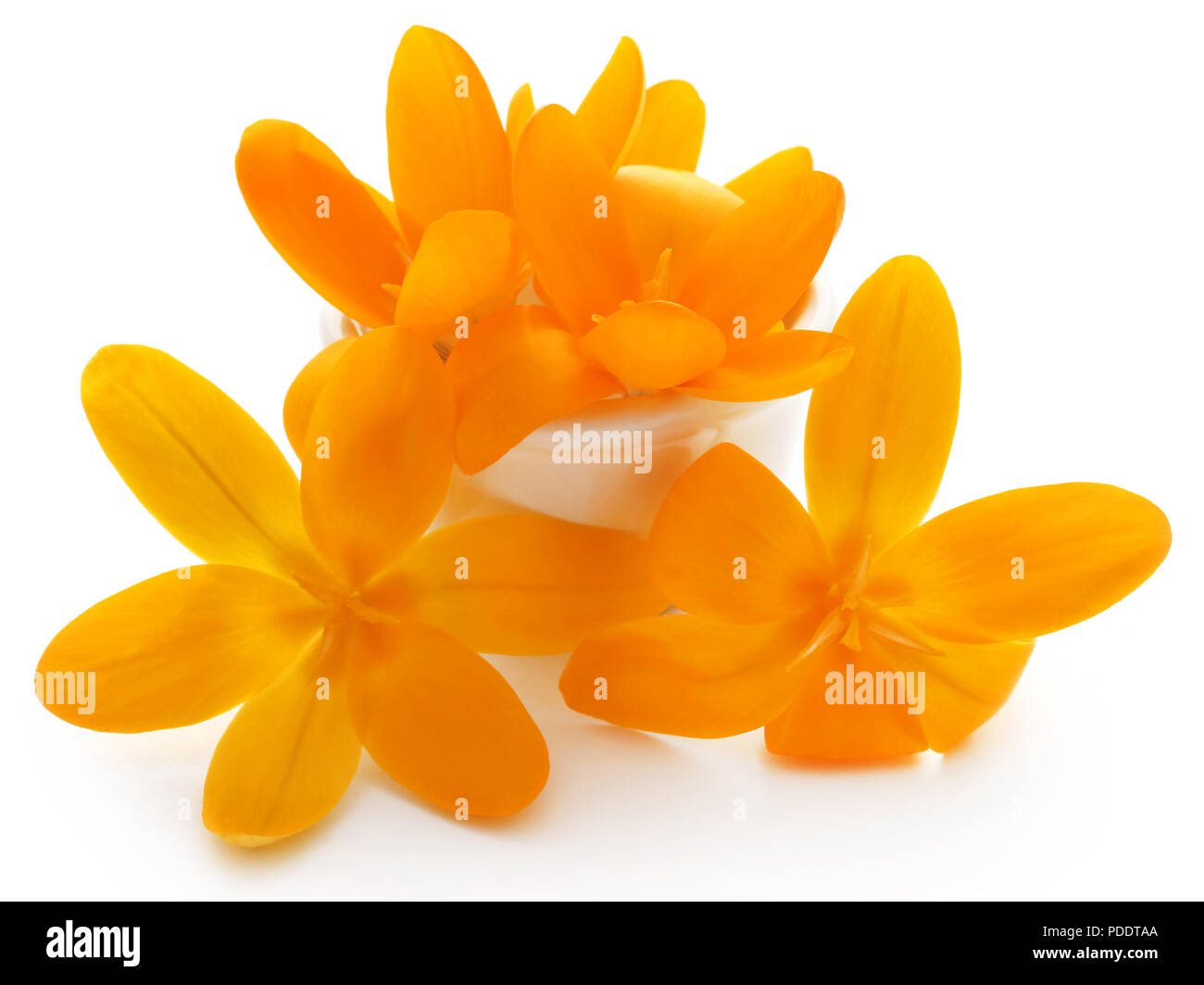 Gelbe Krokus auf weißem Hintergrund Stockfoto