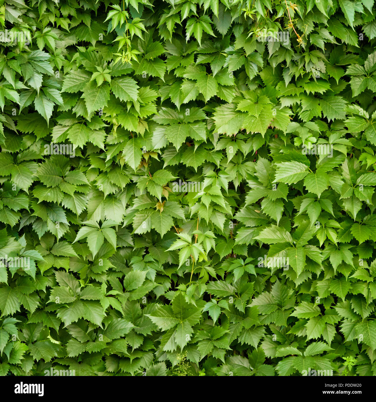 Grüne Blätter Mauer oder Hecke an sonnigen Sommertag als natürlichen Hintergrund Stockfoto