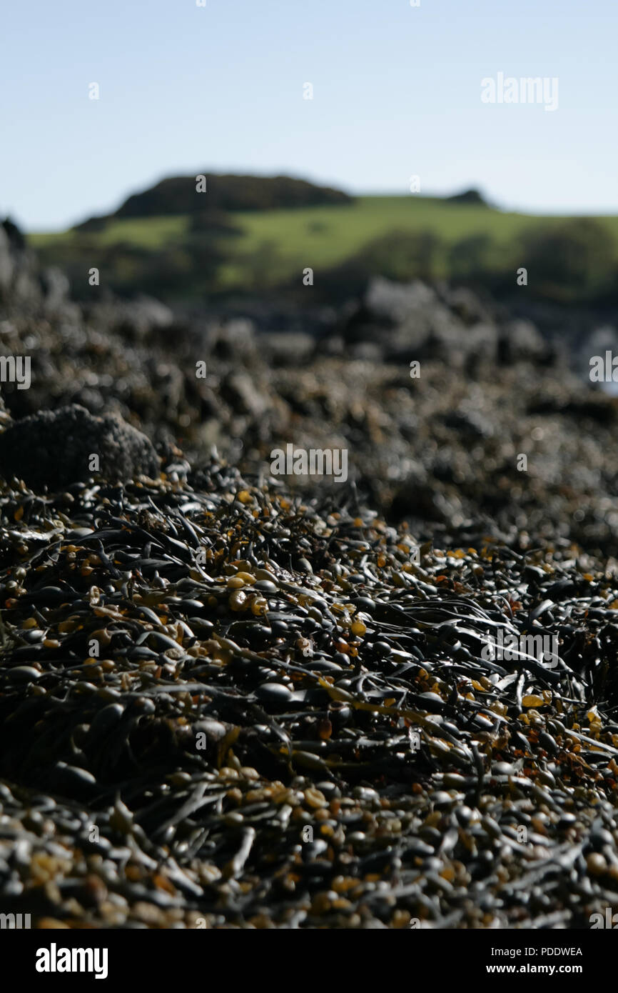 Stapel von Algen durch einen See in Schottland Stockfoto