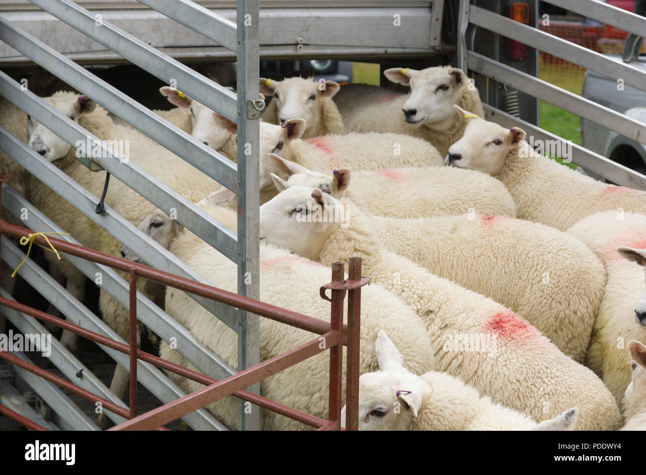 Eine Herde Schafe an einem lebenden Tier Transporter auf den Markt genommen werden geladen werden Stockfoto