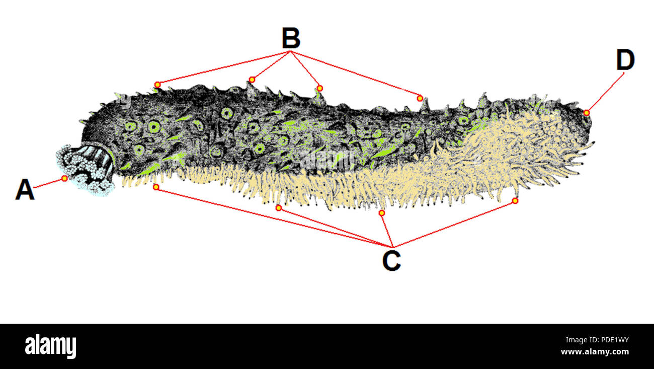 111 Abgeleitet von ugglan Sjogurka stor Stockfoto