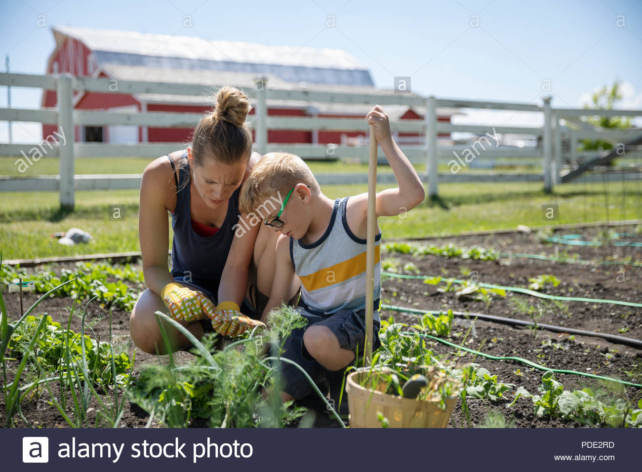 Mutter und Sohn im Garten arbeiten im sonnigen ländlichen Garten Stockfoto