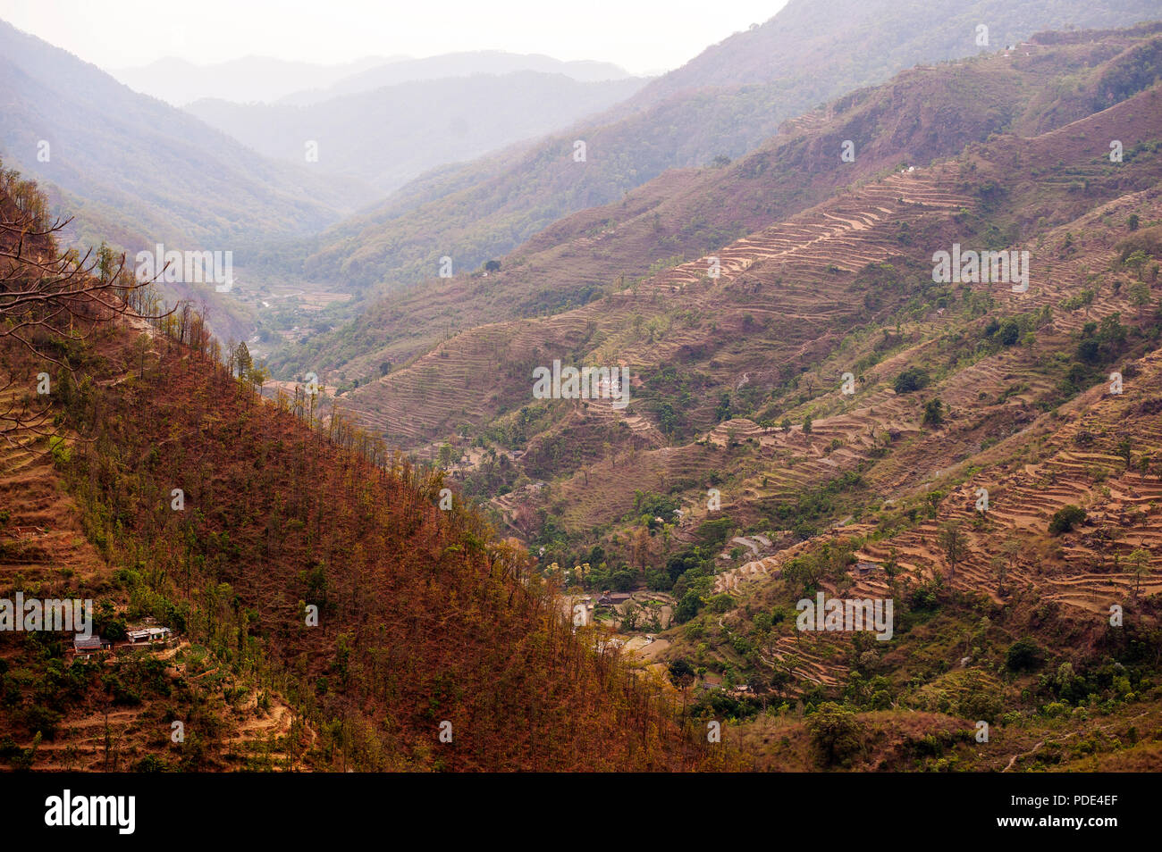 Terrassierte Felder auf der Dalkanya Nandhour Tal in der Nähe des Dorfes, Kumaon Hügel, Uttarakhand, Indien Stockfoto