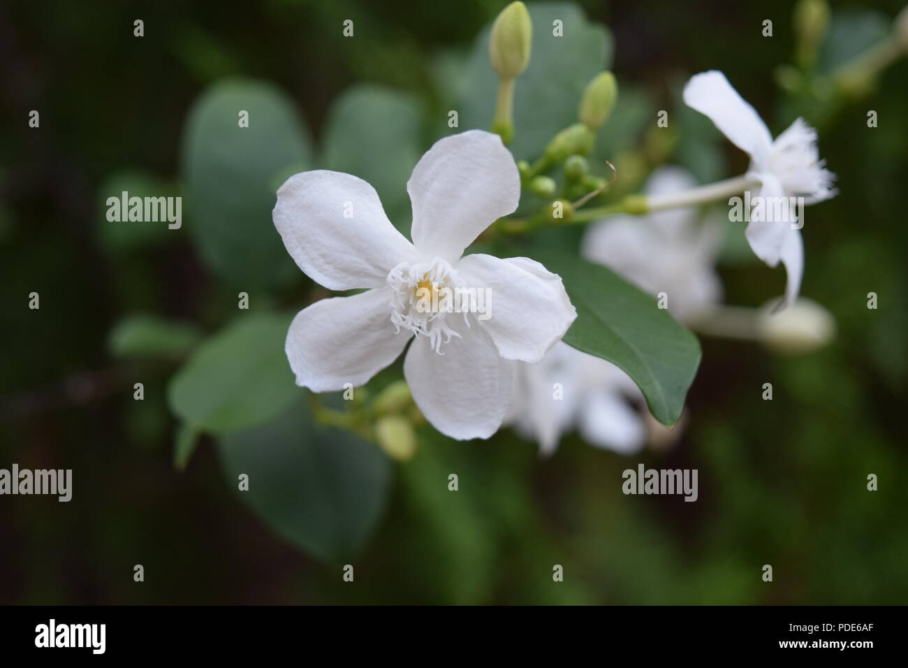 Sri Lankan kulturellen und natürlichen Klicks Stockfoto