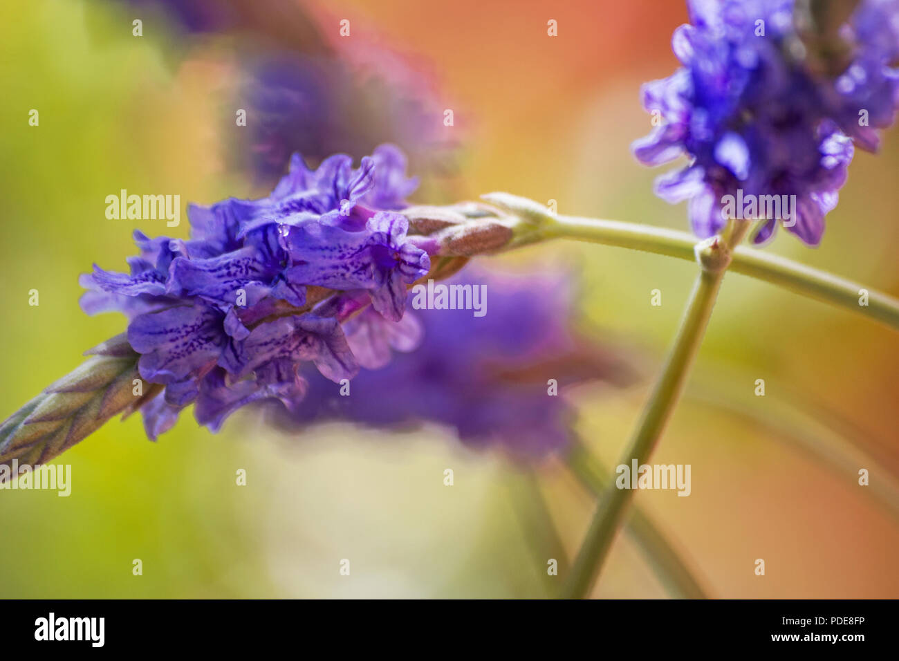 Fernleaf Lavendel Blume auf die natürlichen Hintergrund Stockfoto