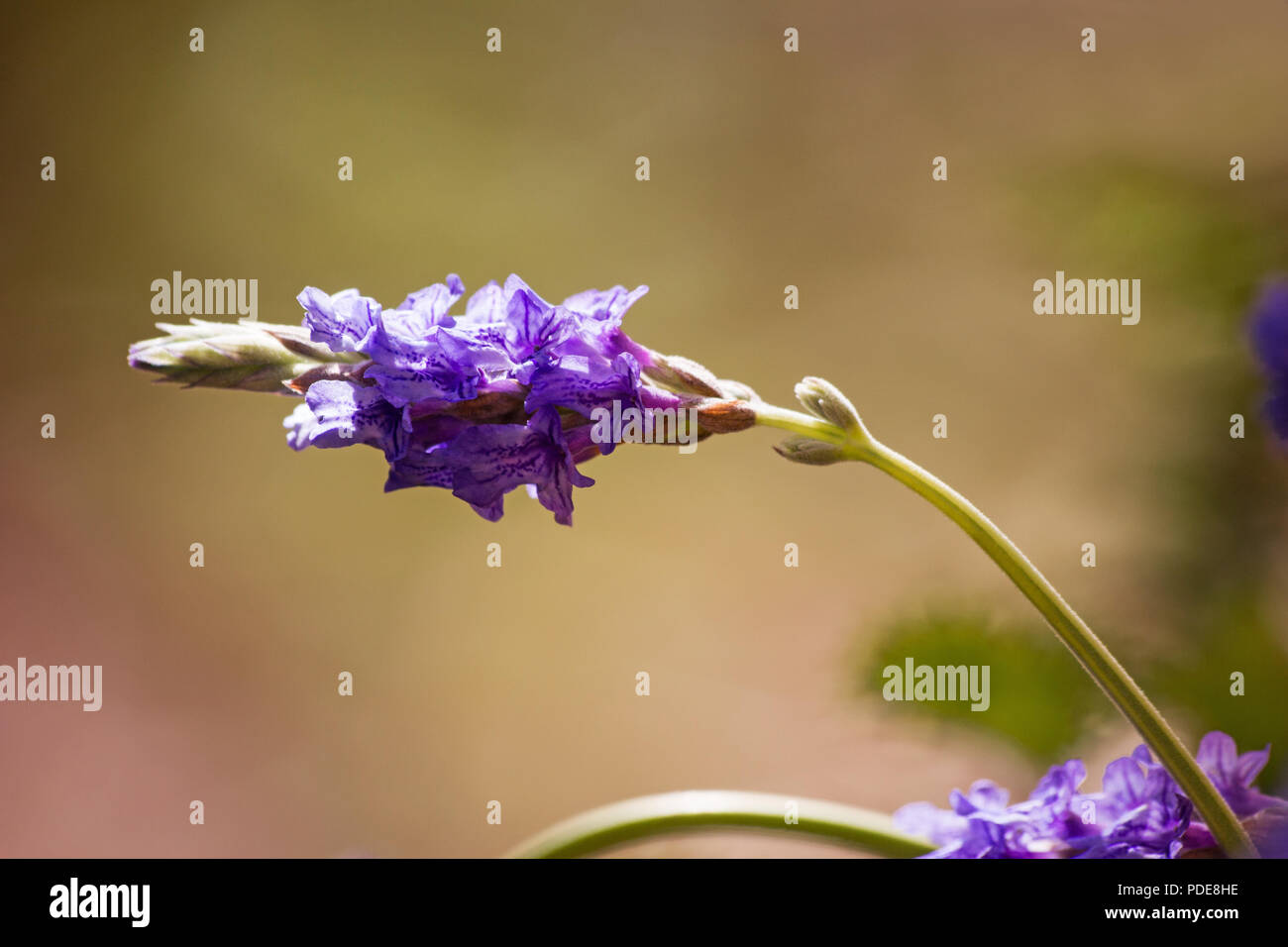 Fernleaf Lavendel Blume auf die natürlichen Hintergrund Stockfoto