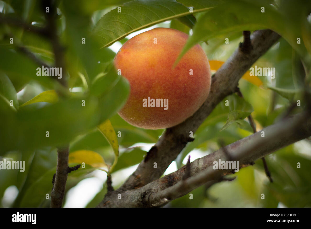 Meine Peach Tree Stockfoto