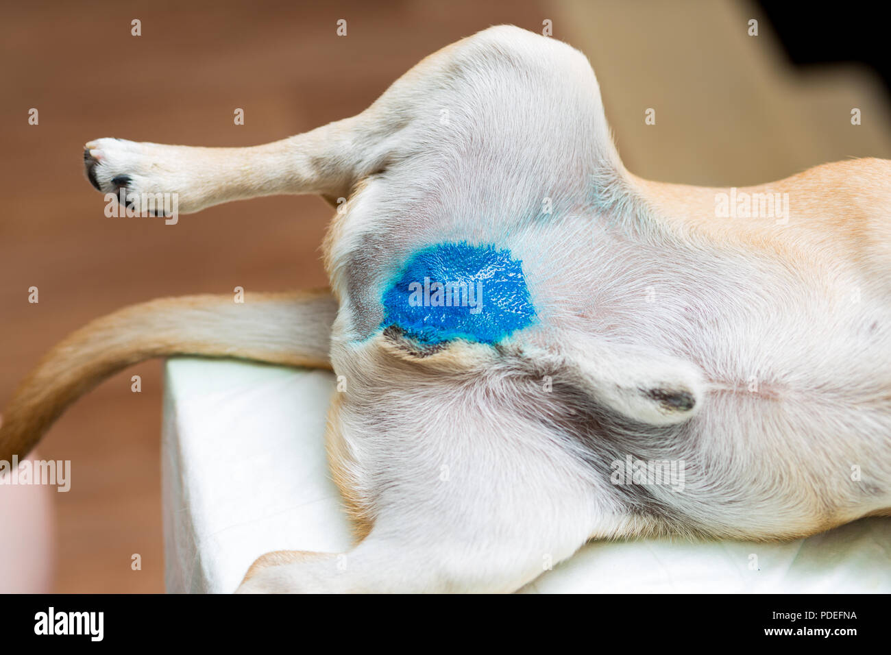 Testicle Stockfotos & Testicle Bilder Alamy