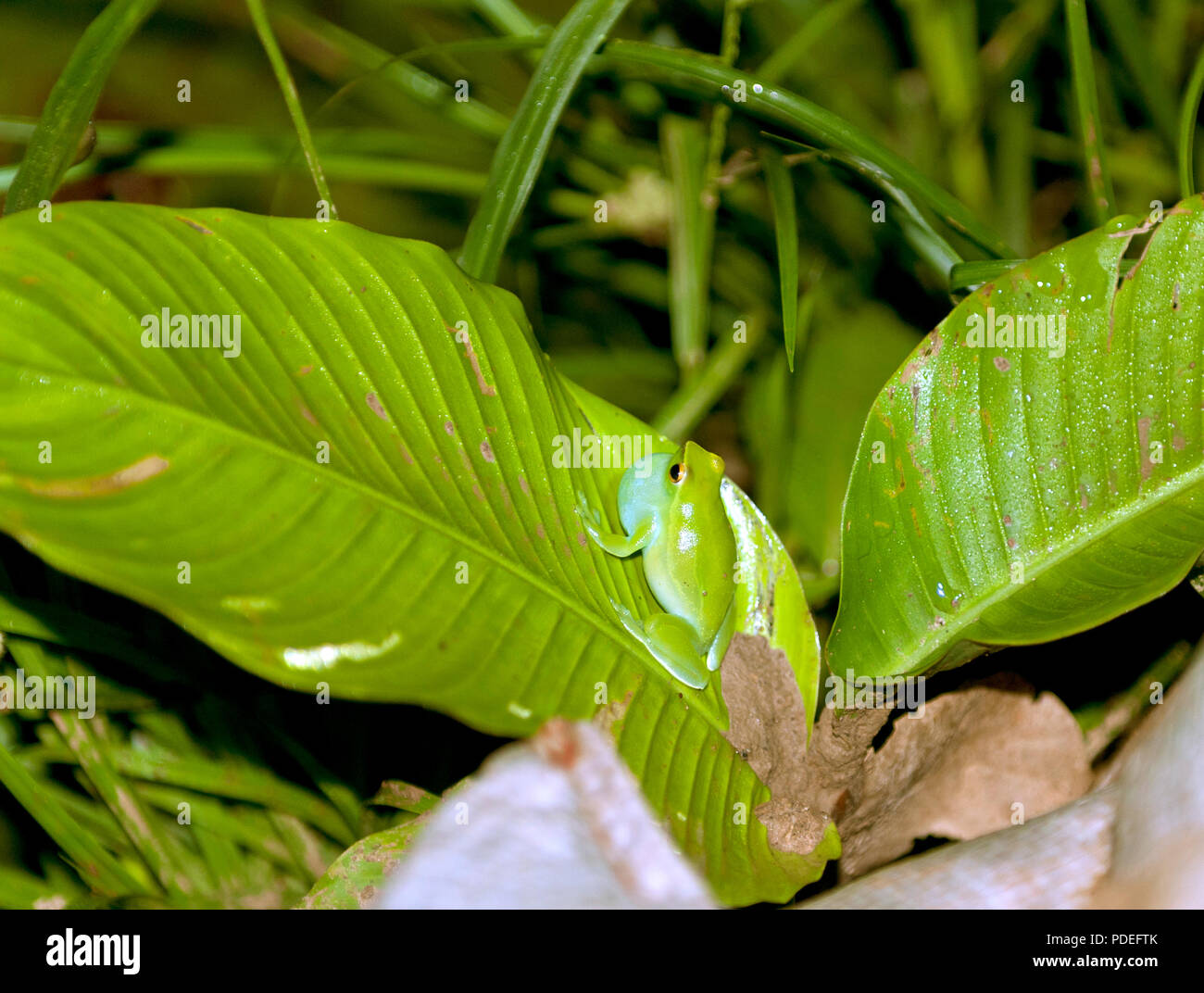 Mehr Hatchet-Faced Laubfrosch auf der Peruanischen Amazonas Stockfoto