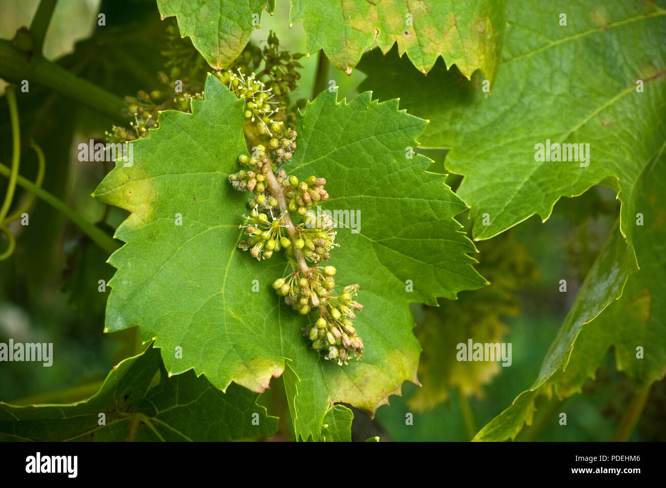 Plasmopara viticola oder Falscher Mehltau erscheint auf weinblätter als blasse öliger Fleck auf der Außenseite der ein Blatt. Stockfoto
