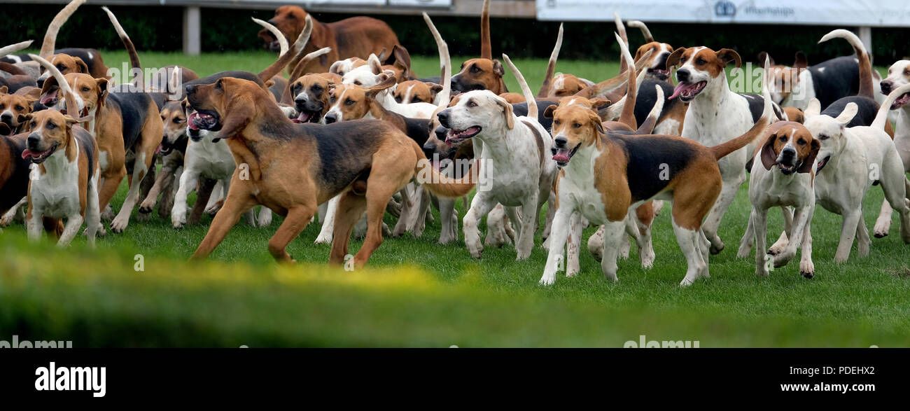 Pack von Fox Hounds in der Landwirtschaft zeigen auf die öffentliche Meinung. Stockfoto