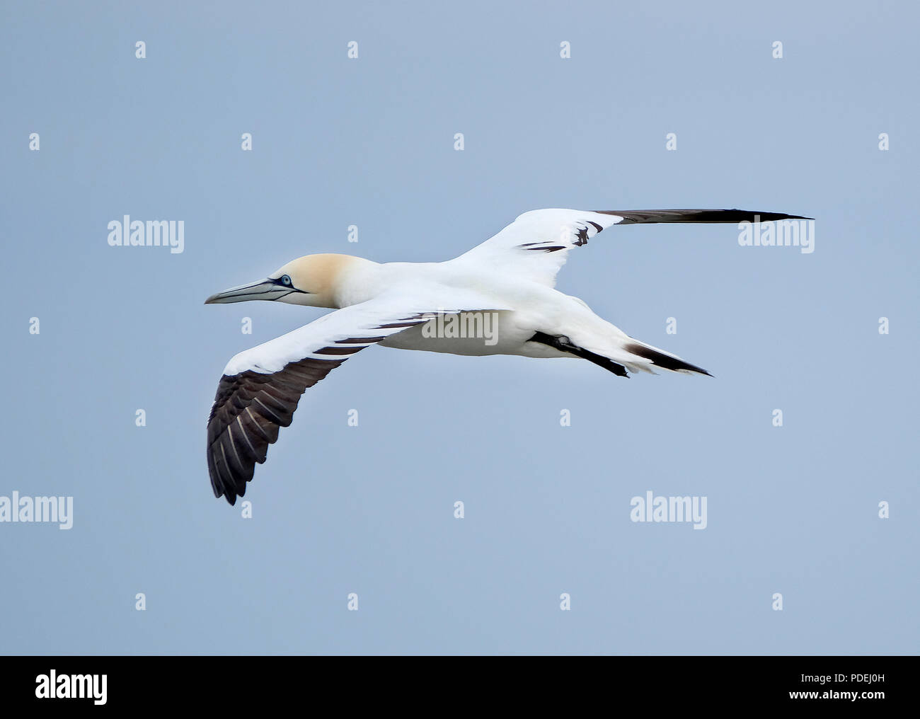 Gannett im Flug bei Bempton Cliffs, Yorkshire, Großbritannien. Stockfoto