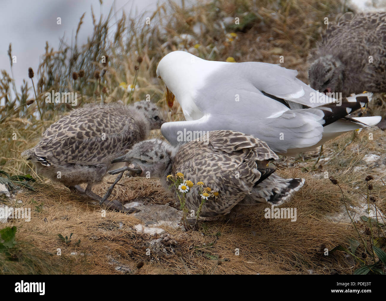 Silbermöwen sind groß, laut, Möwen das ganze Jahr rund um unsere Küsten und Binnengewässern um Müllhalden, Felder, große Talsperren und Seen. Stockfoto