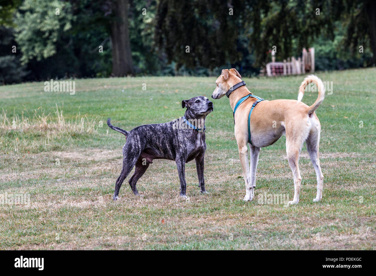 Stand Off mit zwei Hunden, Abington Park, Northampton, Großbritannien. Stockfoto